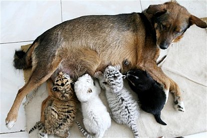 Dog nurses tiger cubs