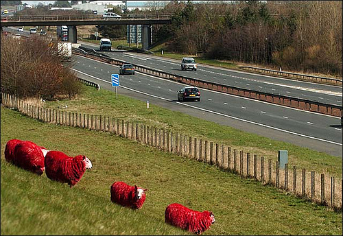 red sheep