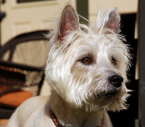 Dog Breeds - Cairn Terrier - The Paw Blog